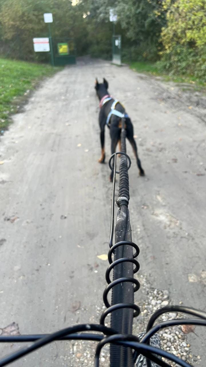 Canicross Bungee Leash | 1 Dog Line for Running, Bikejoring & Skijoring | Shock Absorbing Dog Leash